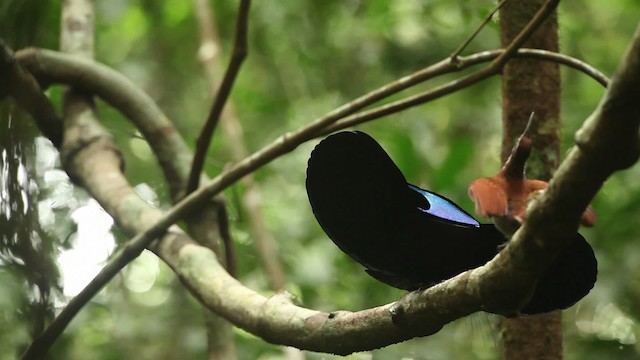 Magnificent Riflebird - ML455444