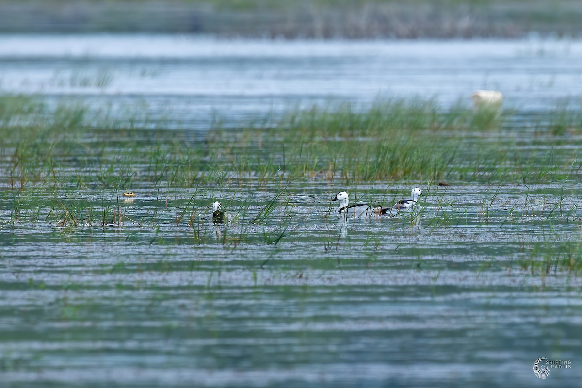 Cotton Pygmy-Goose - ML455445101