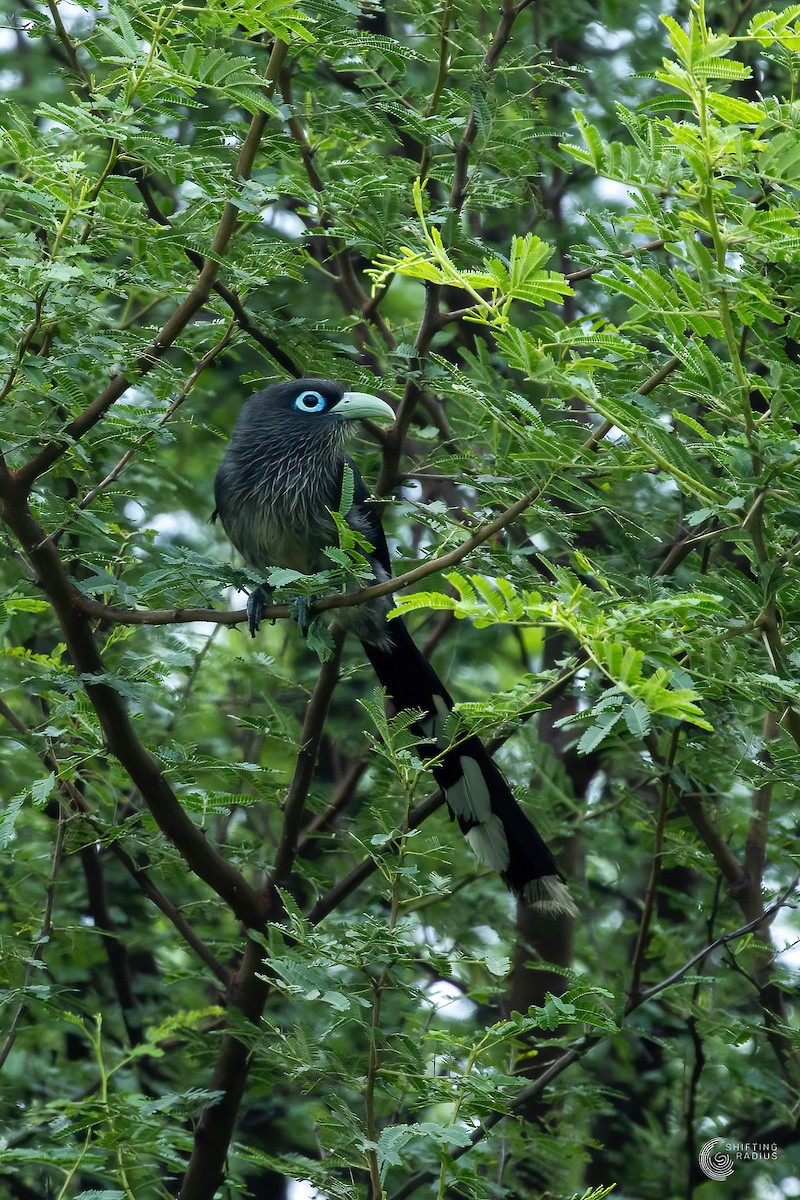 Blue-faced Malkoha - ML455445131