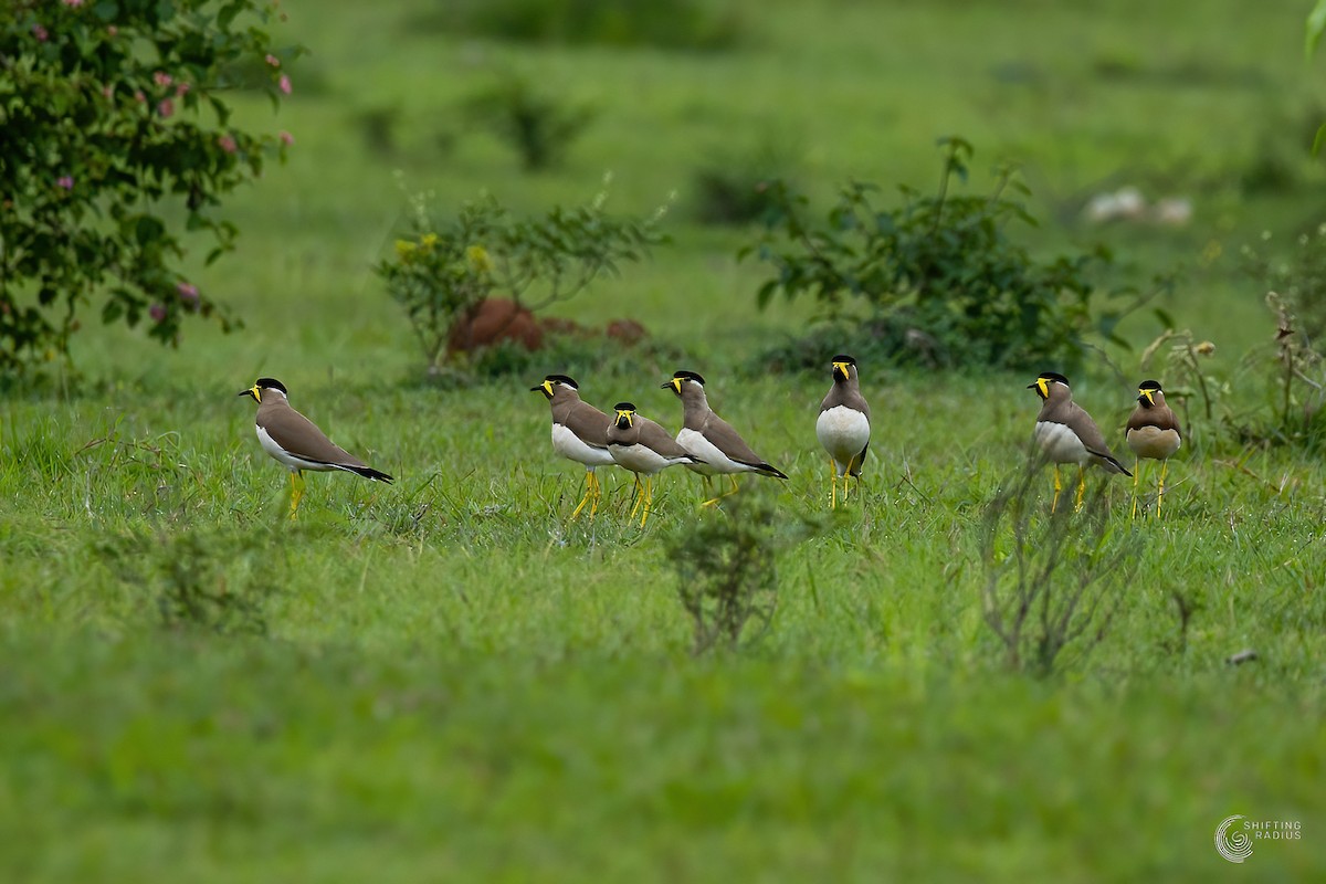 Yellow-wattled Lapwing - ML455445211