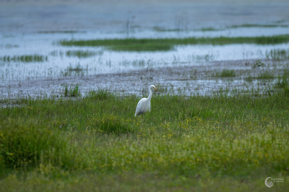 Medium Egret - ML455445221
