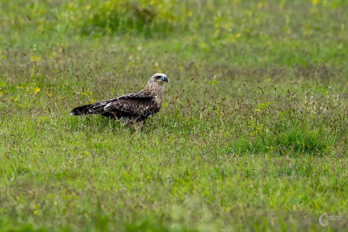 Brahminy Kite - ML455445251