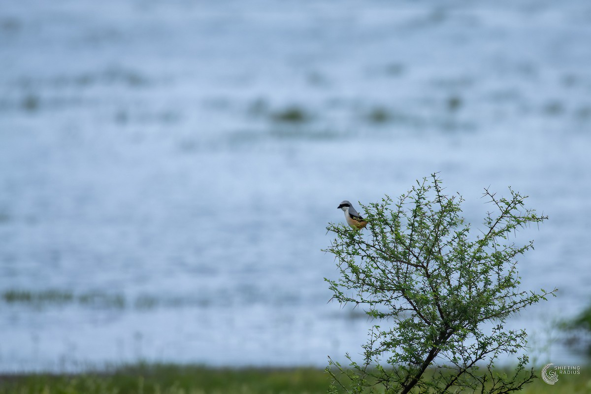 Long-tailed Shrike - ML455445391