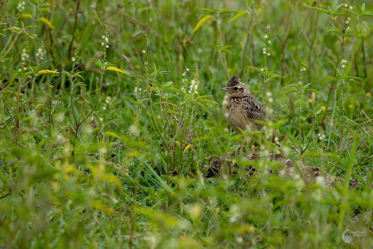 Oriental Skylark - ML455445411