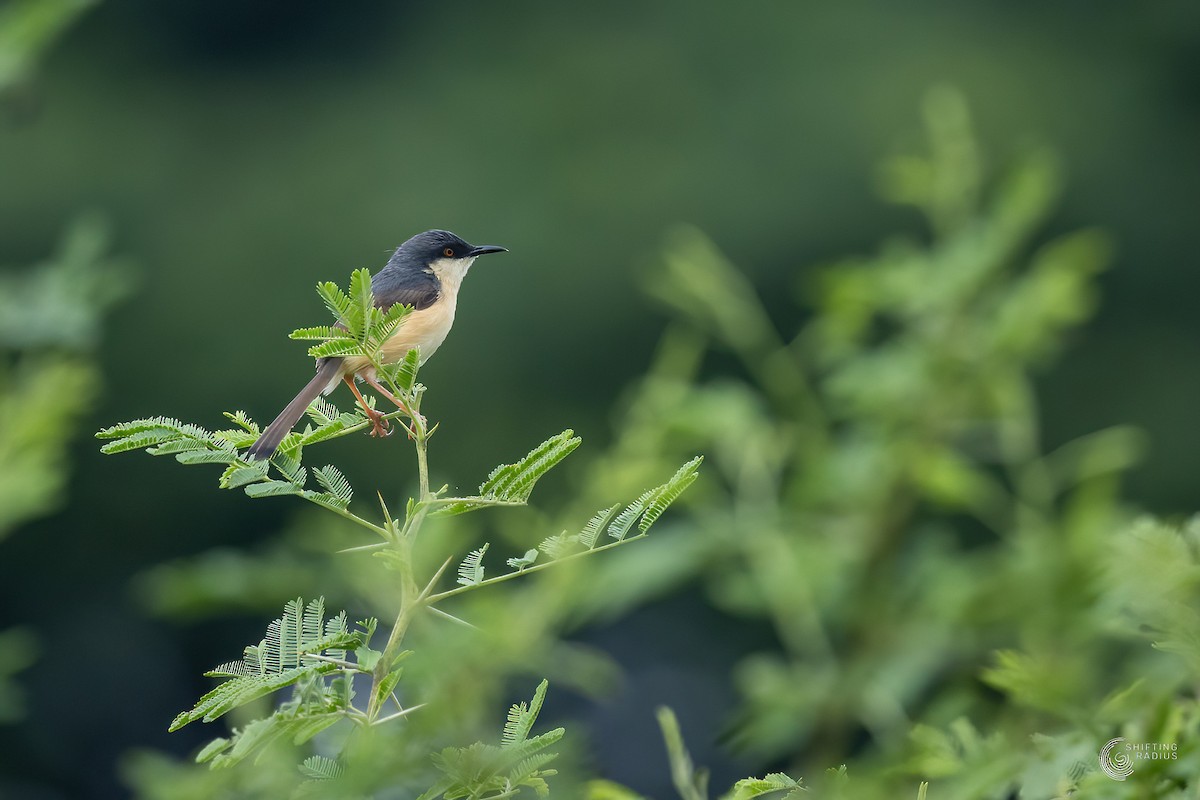 Ashy Prinia - ML455445441