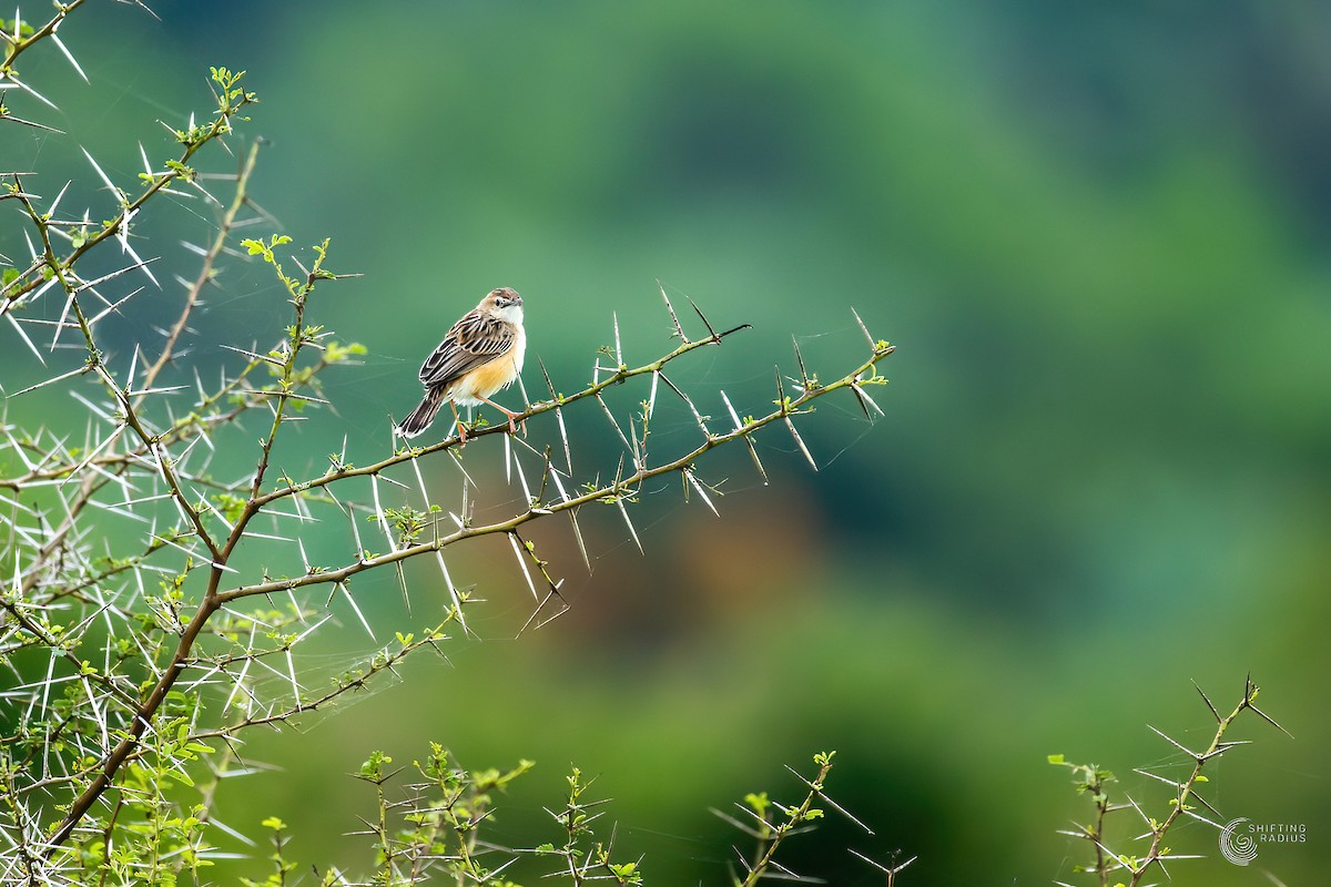 Zitting Cisticola - ML455445461