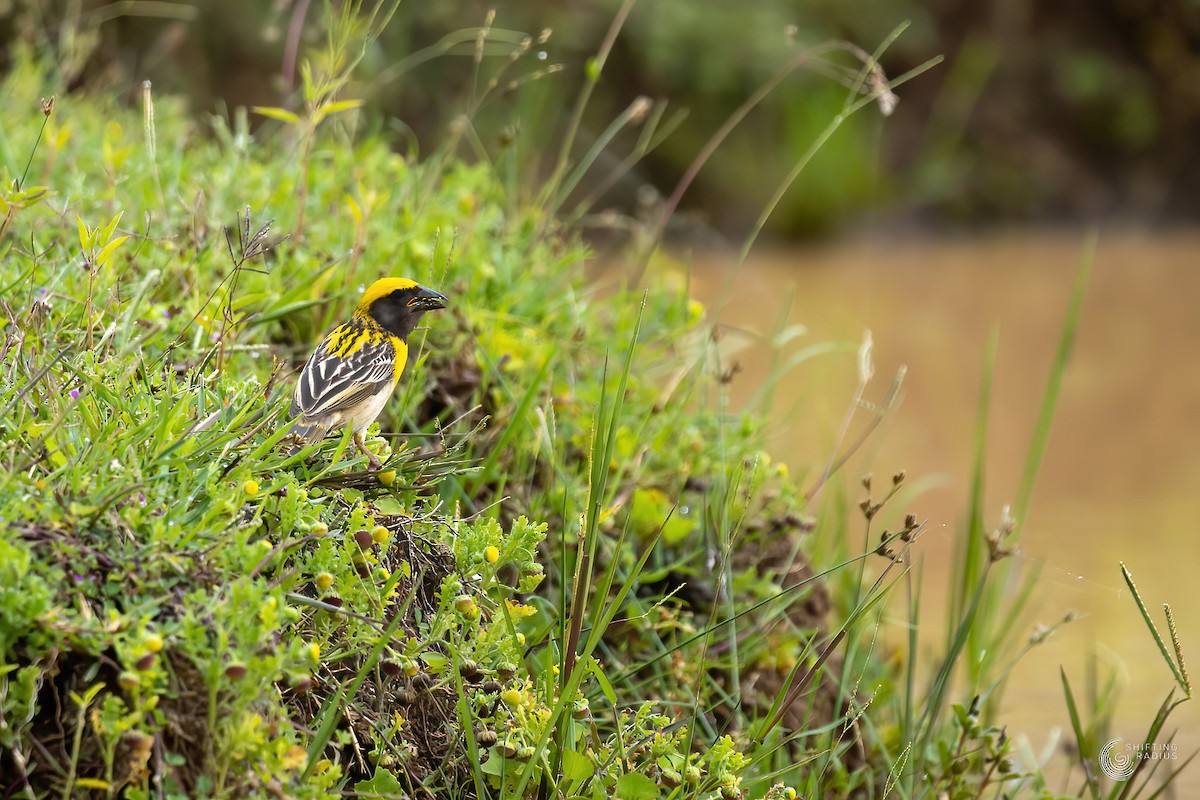 Baya Weaver - ML455445501
