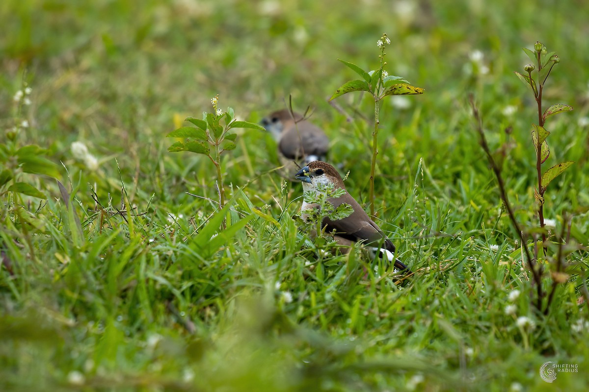Indian Silverbill - ML455445521