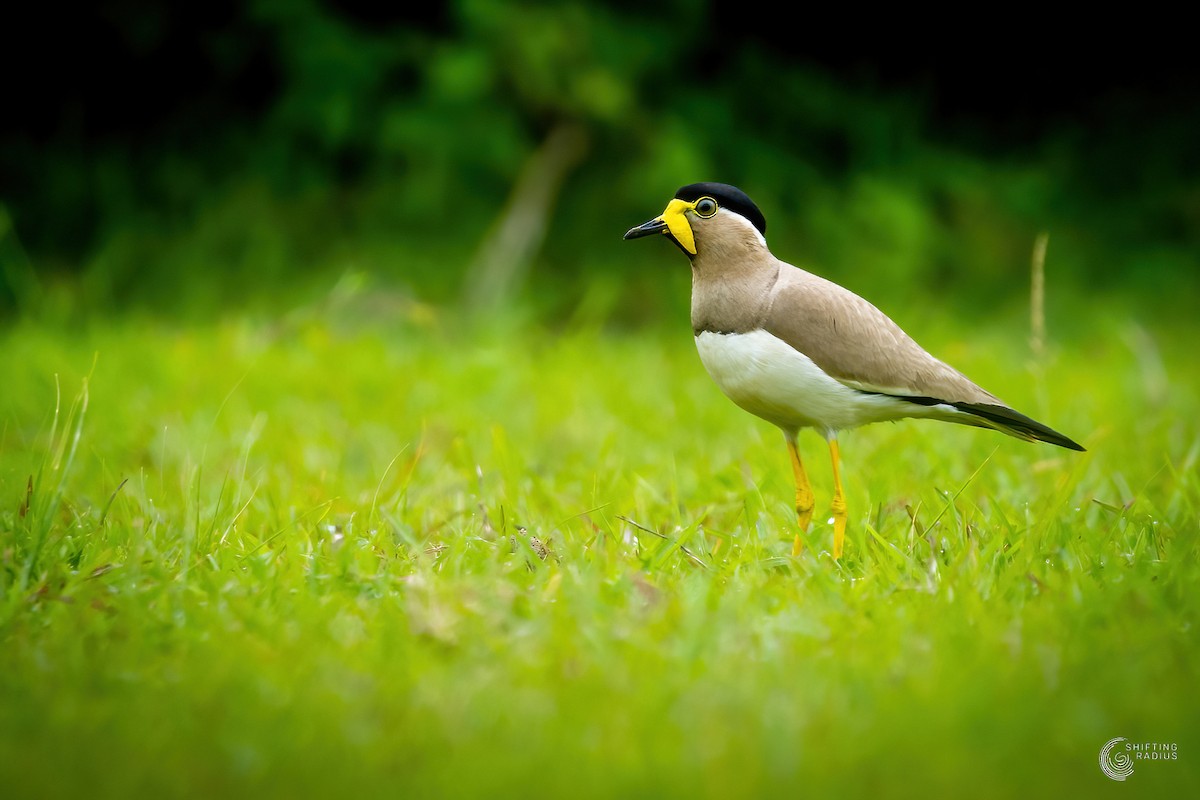 Yellow-wattled Lapwing - ML455445671