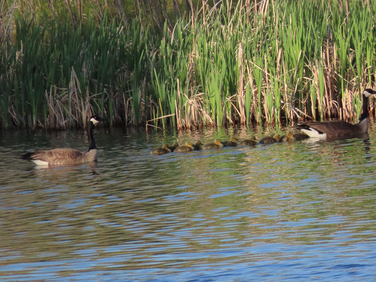 Canada Goose - Kerry Hjertaas