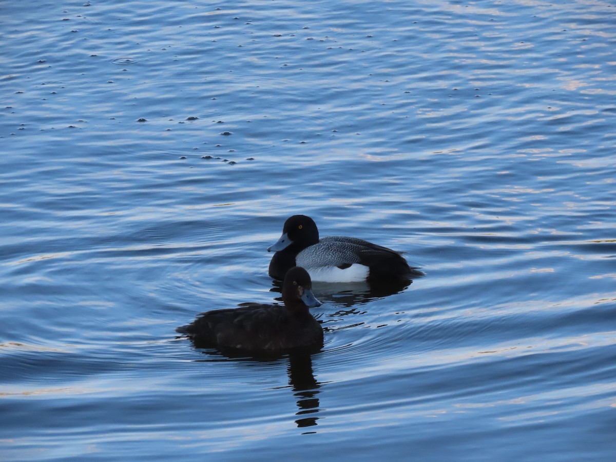 Lesser Scaup - ML455447551