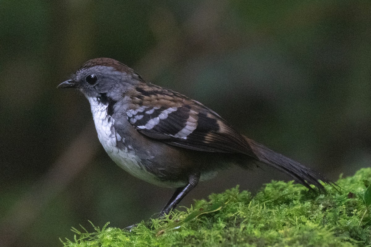 Australian Logrunner - ML455448711