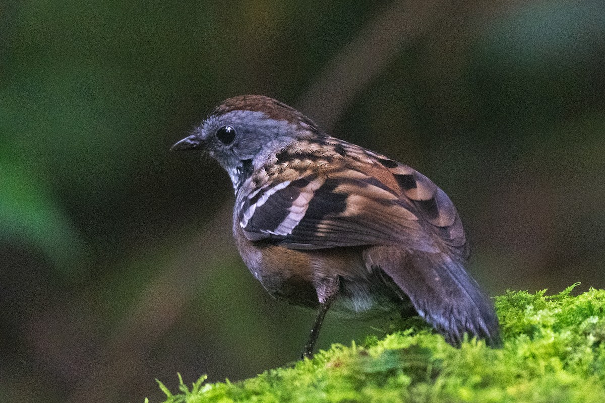 Australian Logrunner - ML455448721