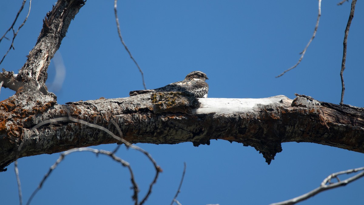 Common Nighthawk - Garrett Hughes