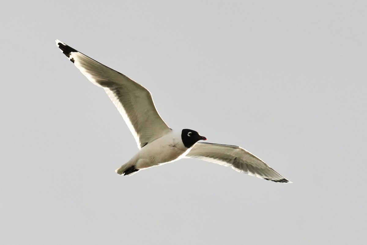 Franklin's Gull - ML455449651