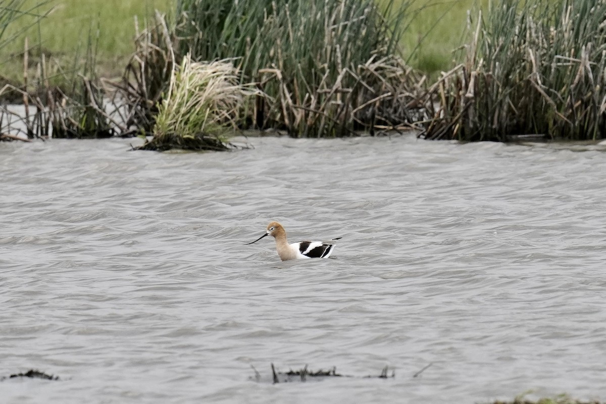 American Avocet - ML455449861