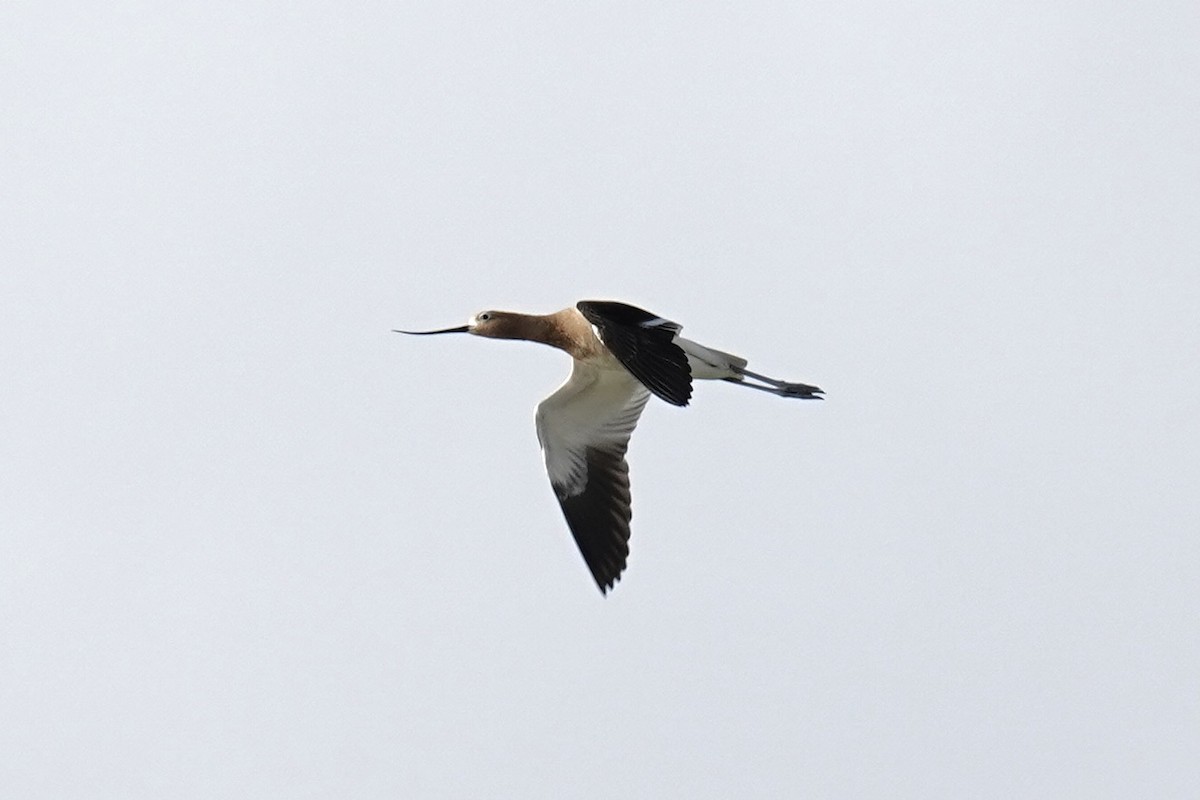 American Avocet - ML455450011