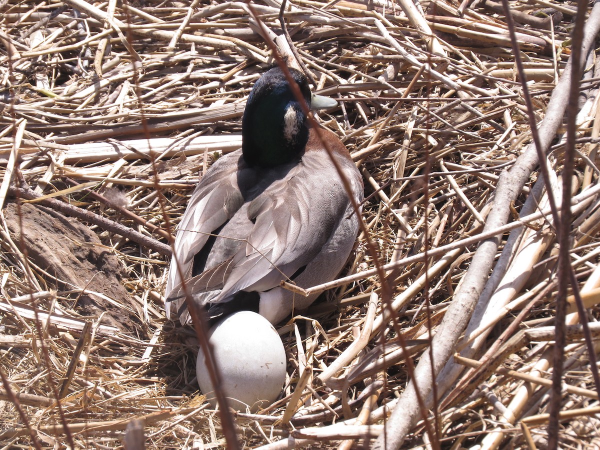 Hybride Canard d'Amérique x C. colvert - ML455450381