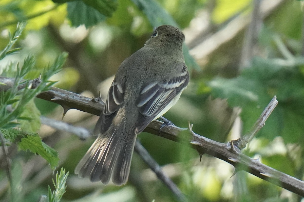 Least Flycatcher - Sabine Jessen