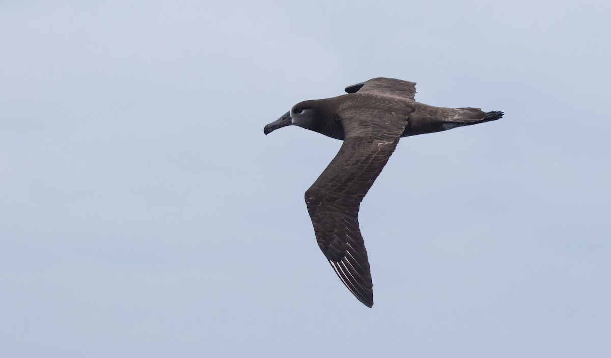 Black-footed Albatross - ML455452041
