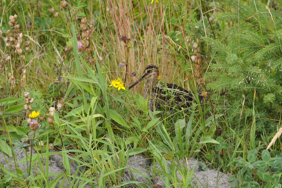 Wilson's Snipe - ML455453721