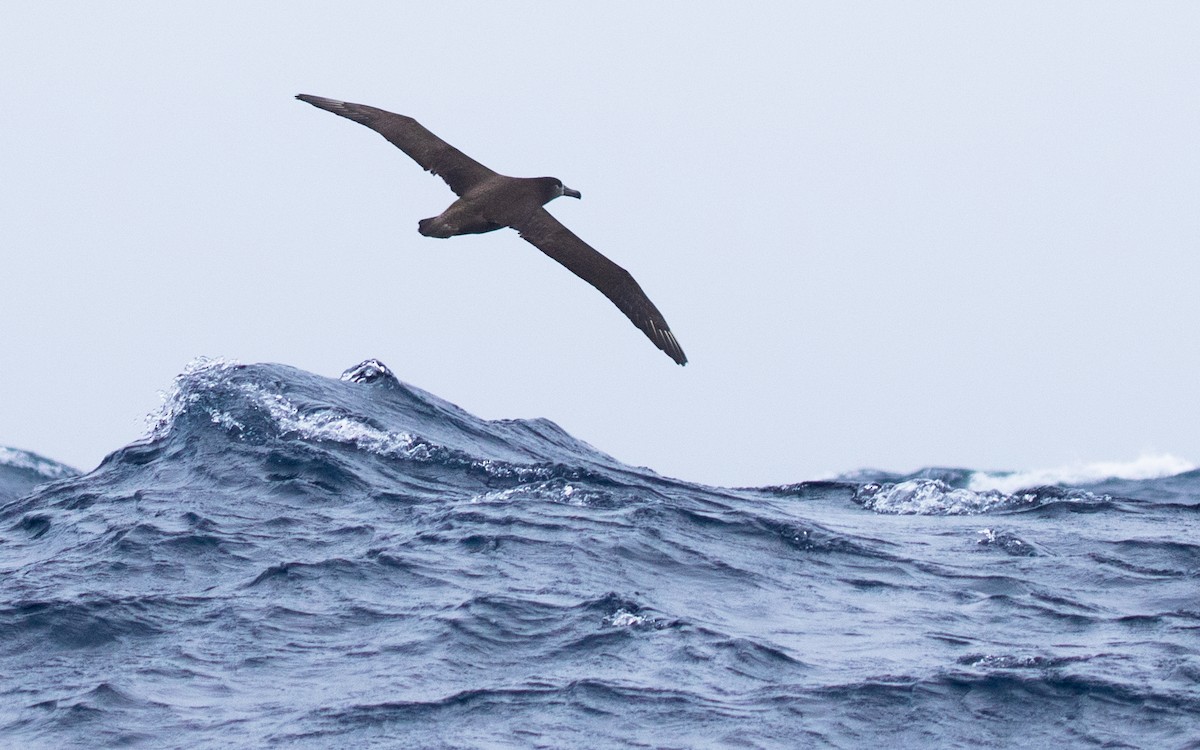 Black-footed Albatross - ML455454651