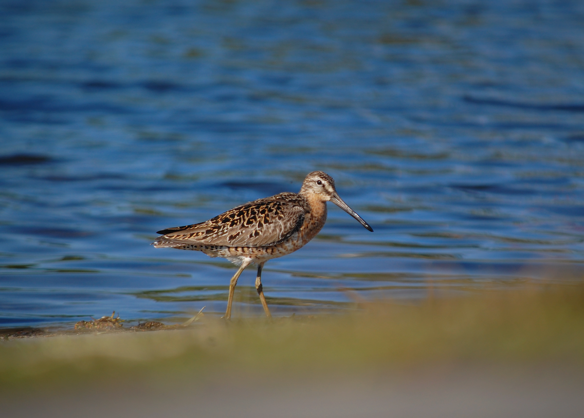 Short-billed Dowitcher - Noah Saari