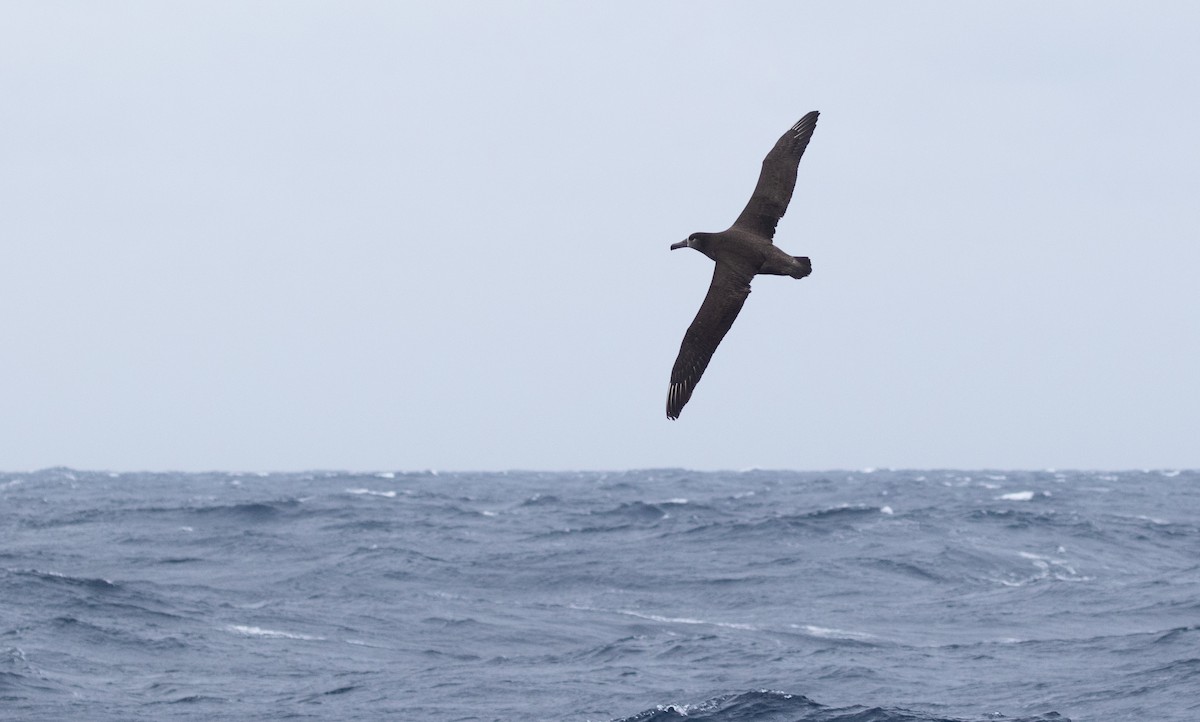 Black-footed Albatross - ML455454731