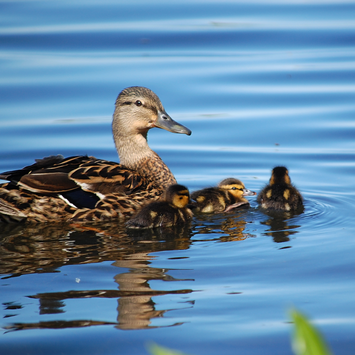 Canard colvert - ML455454781