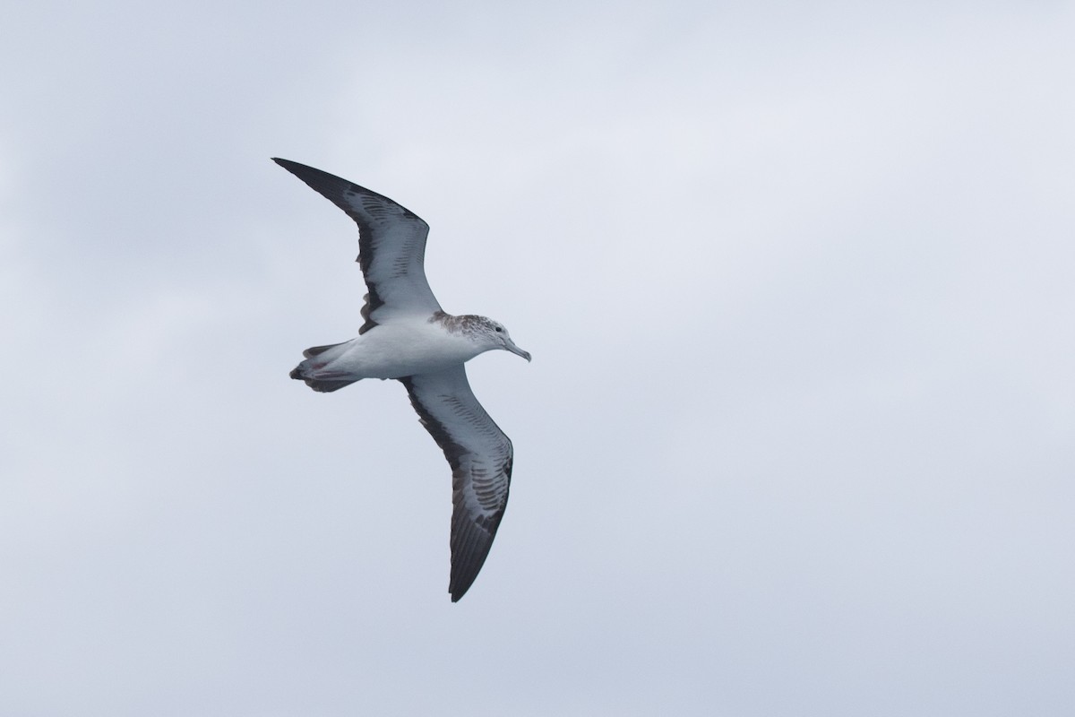 Streaked Shearwater - ML455455161