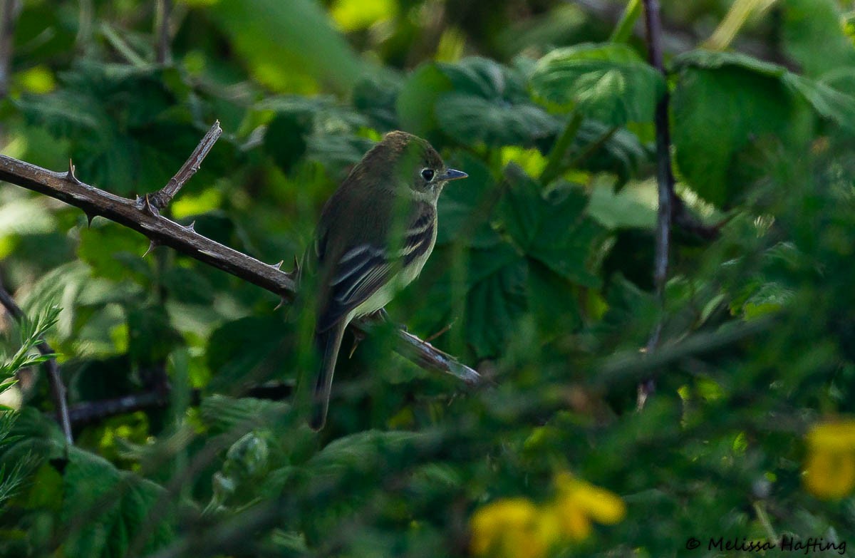 Least Flycatcher - ML455455191