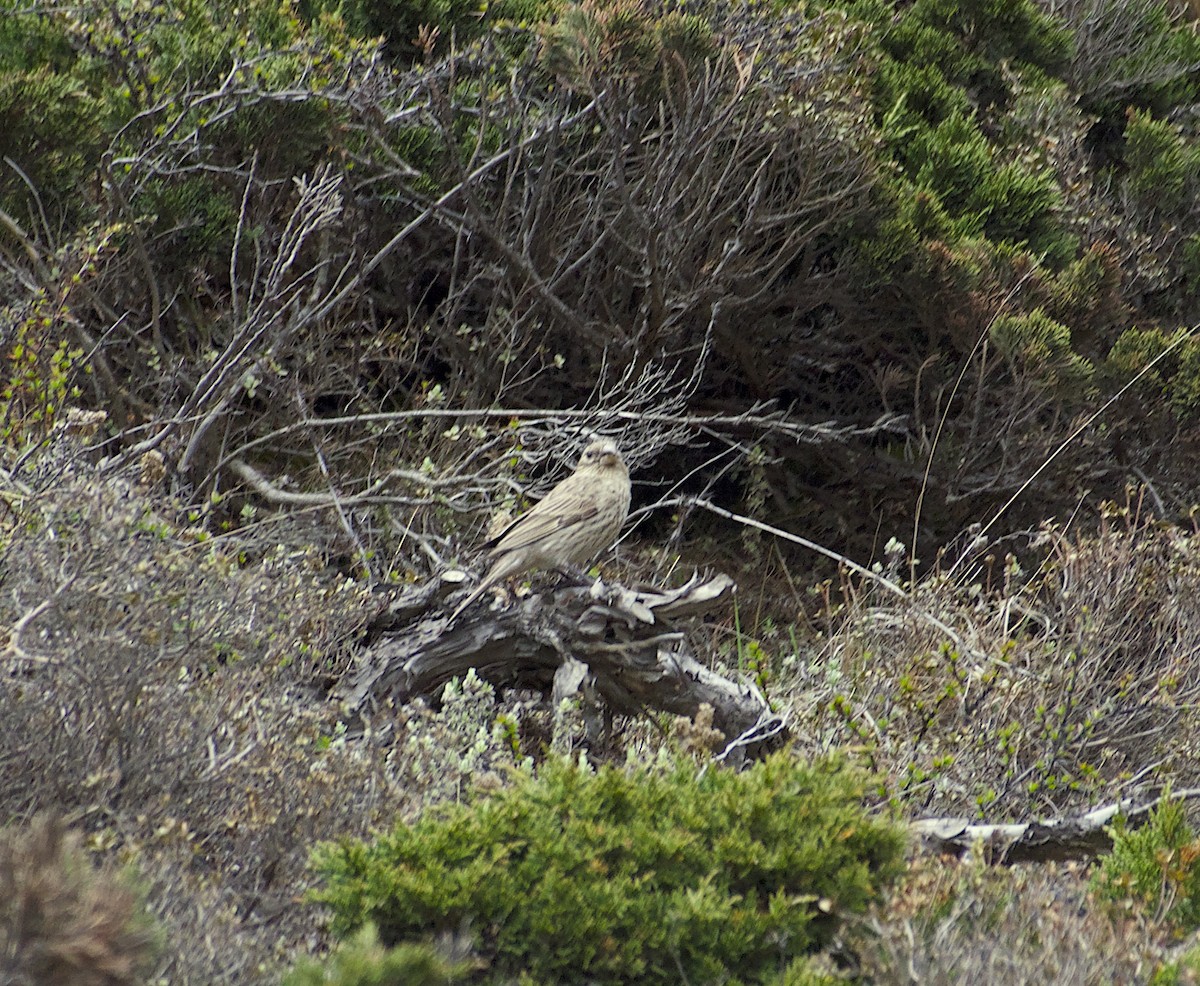 Streaked Rosefinch - ML455456751