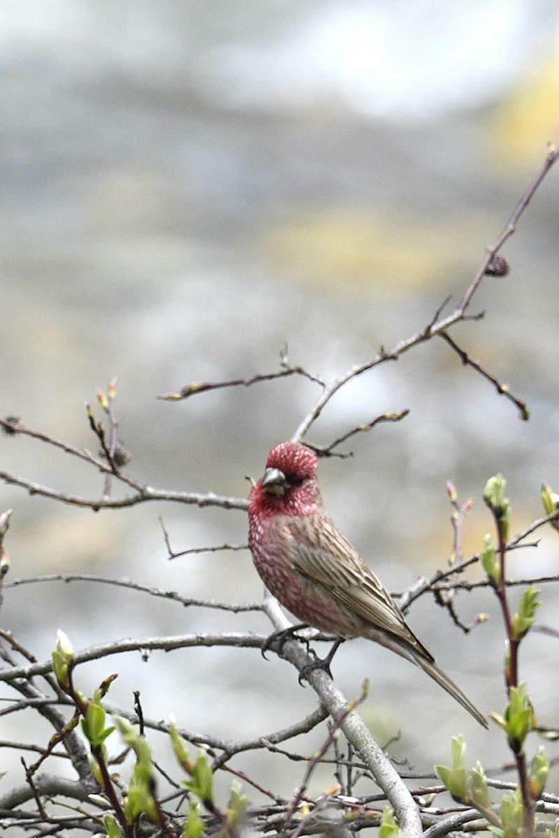 Streaked Rosefinch - ML455457201