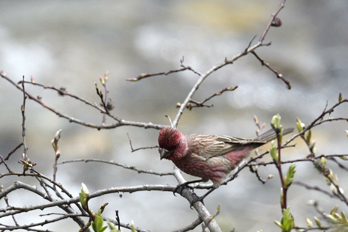 Streaked Rosefinch - ML455457221