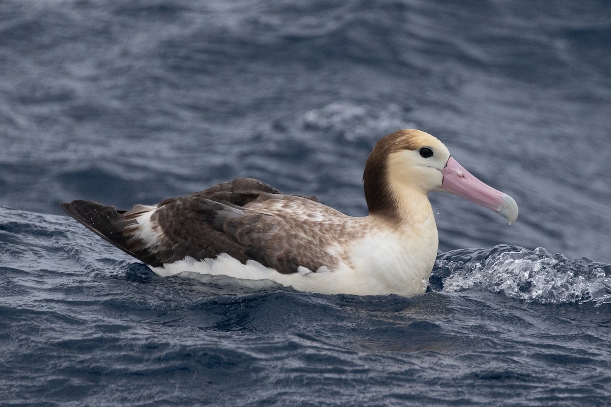 Short-tailed Albatross - ML455458291