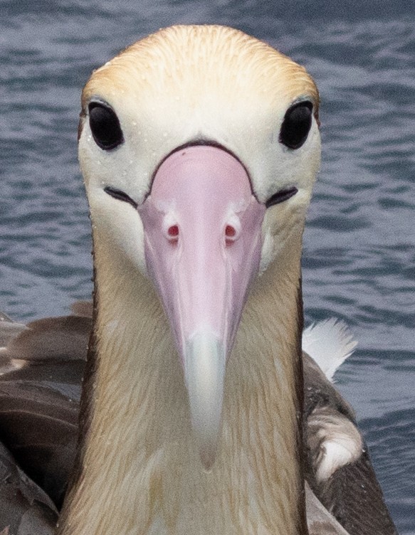 Short-tailed Albatross - ML455458311