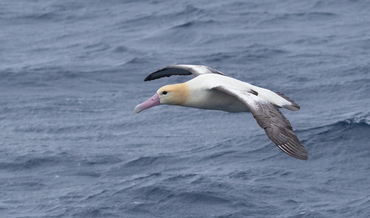 Short-tailed Albatross - ML455458371