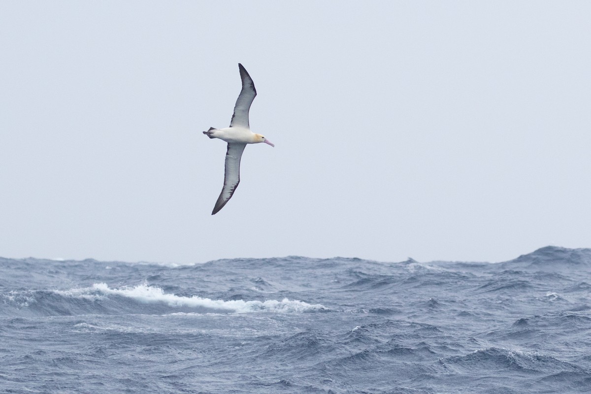 Short-tailed Albatross - ML455458381