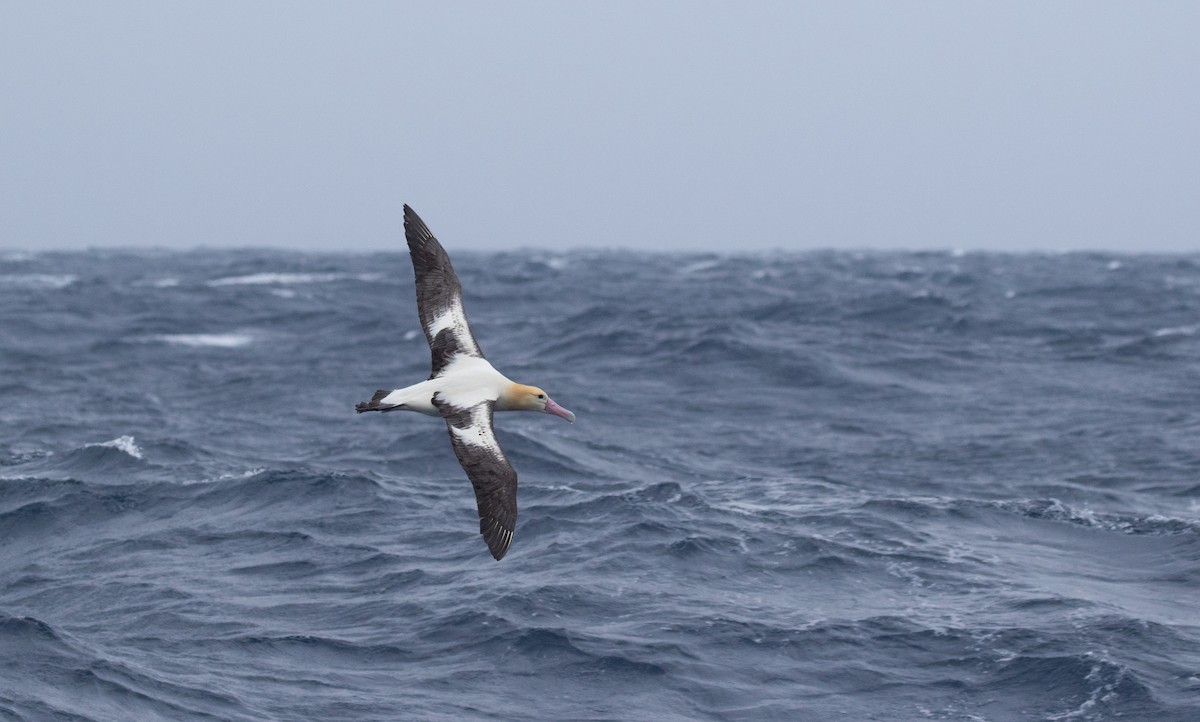 Short-tailed Albatross - ML455458411