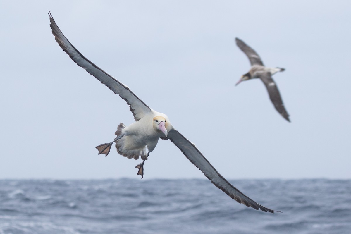Short-tailed Albatross - ML455458431