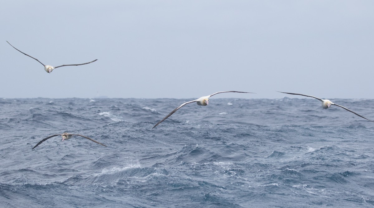 Short-tailed Albatross - ML455458471