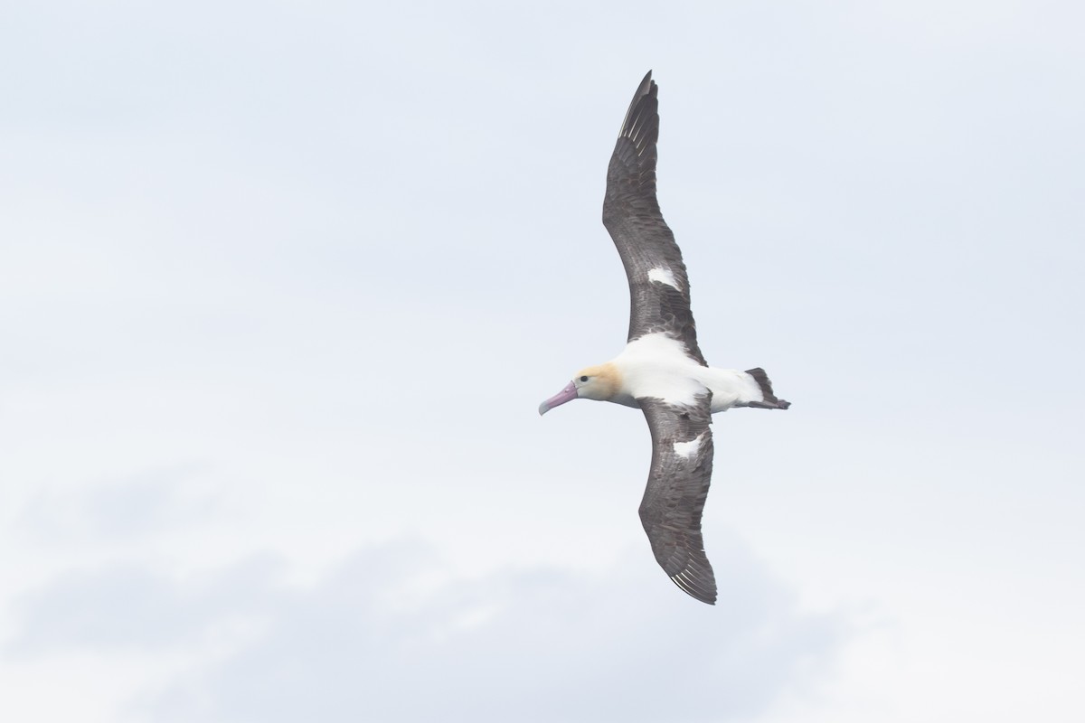 Short-tailed Albatross - ML455458841
