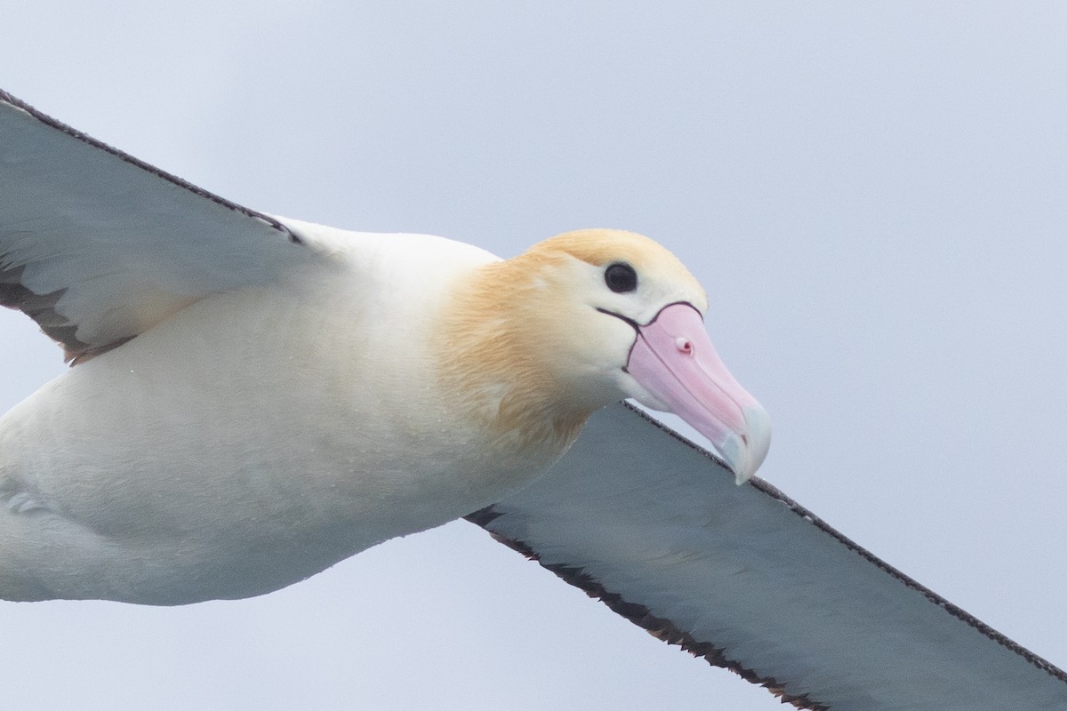 Short-tailed Albatross - ML455459231