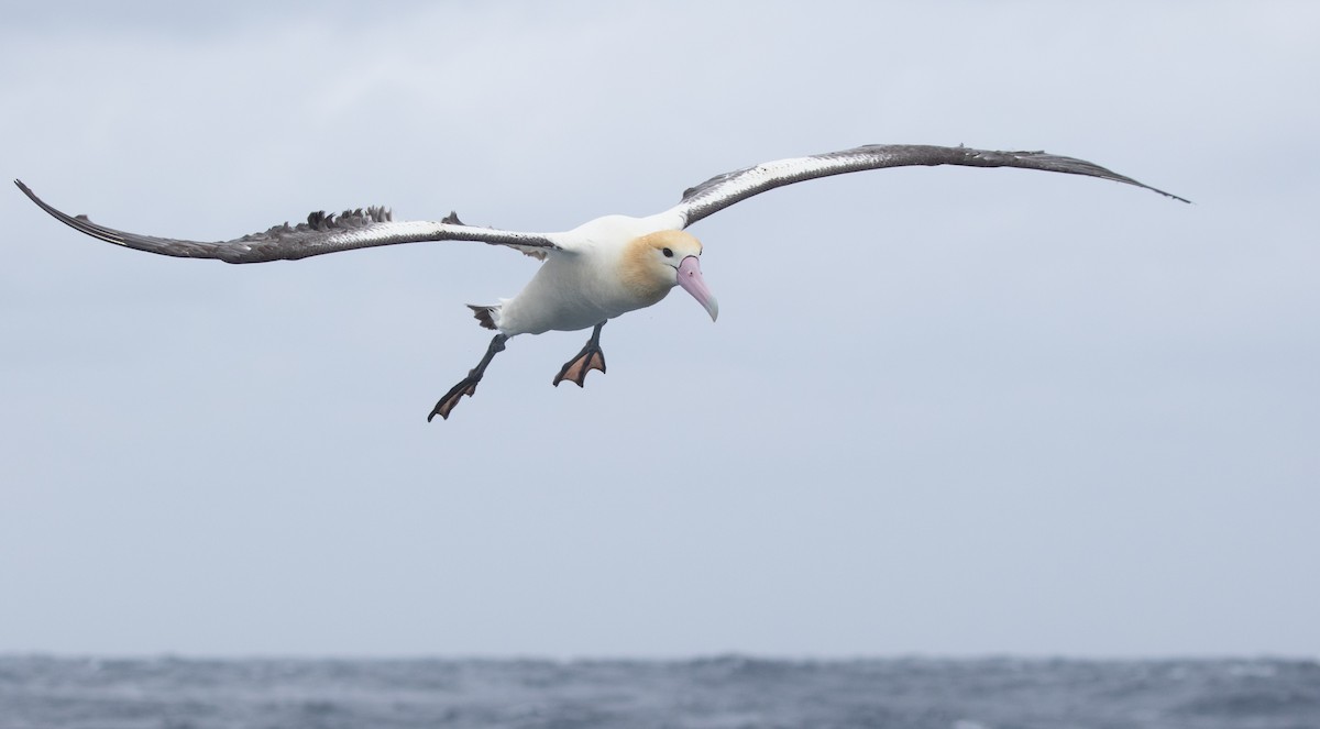 Short-tailed Albatross - ML455459541