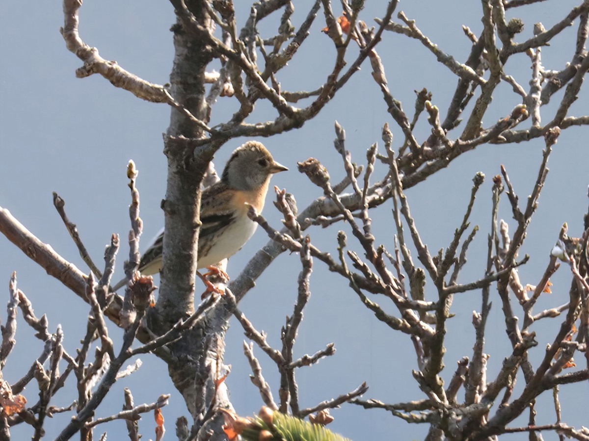 Brambling - Lynda Lybeck-Robinson