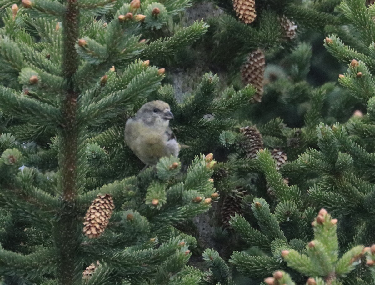 Red Crossbill - ML455460111