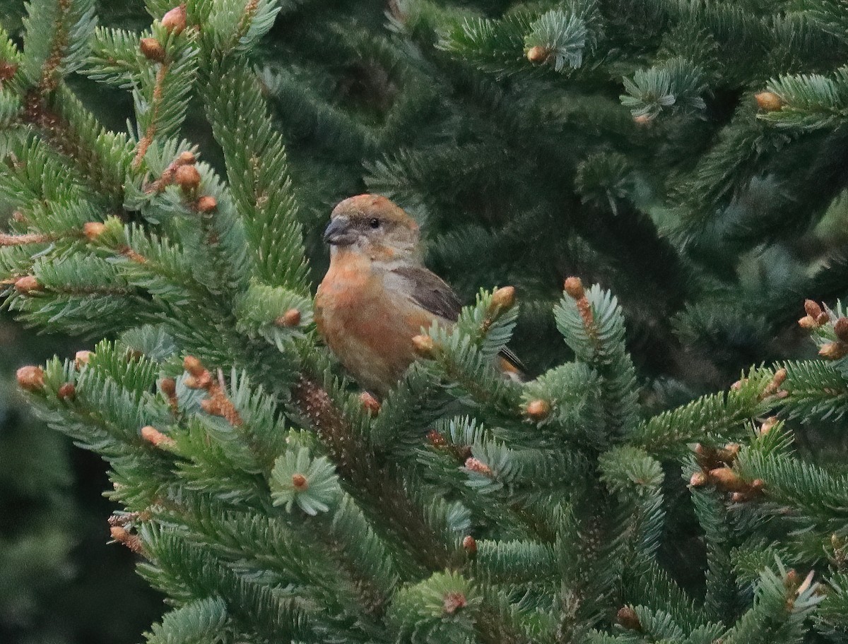 Red Crossbill - ML455460141