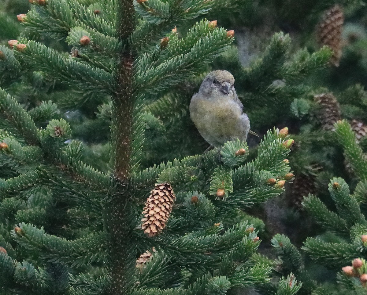 Red Crossbill - ML455460181