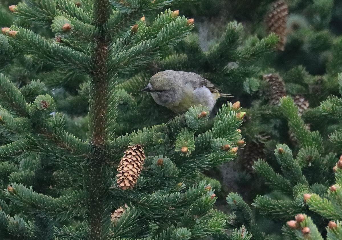 Red Crossbill - ML455460201