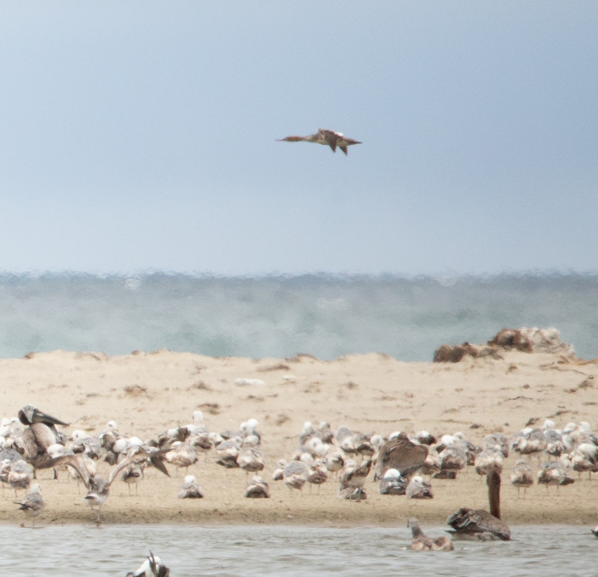 Red-breasted Merganser - ML455460221